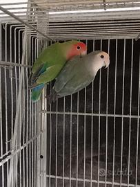 Inseparabili