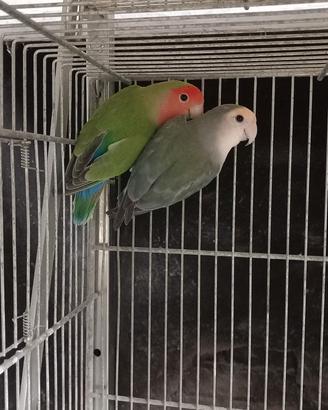 Inseparabili