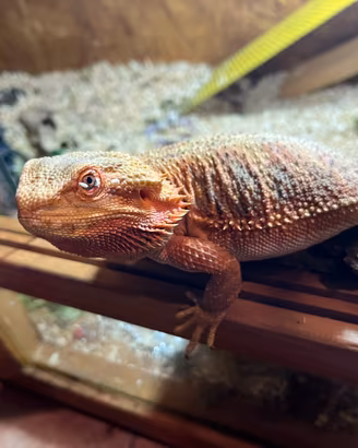 Pogona Vitticeps Red