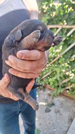 Rottweiler cuccioli