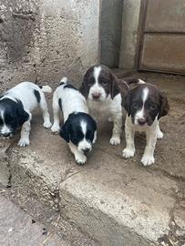 Springer spaniel da tartufo