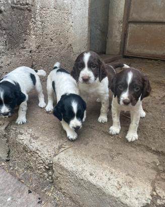 Springer spaniel da tartufo