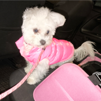 Femmina di maltese c.e.r.c.a. maschio x monta