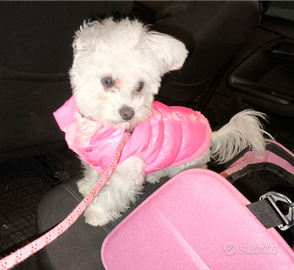 Femmina di maltese c.e.r.c.a. maschio x monta