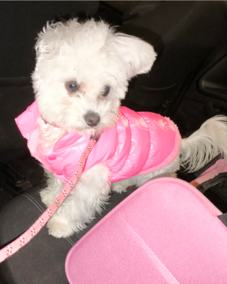 Femmina di maltese c.e.r.c.a. maschio x monta