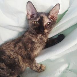 Gattina don sphynx brush(consegna)
