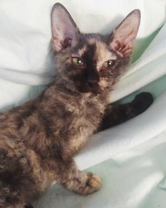 Gattina don sphynx brush(consegna)
