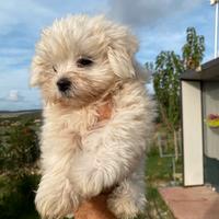 Maltese toy linea coreana