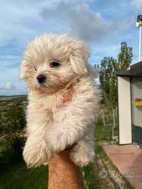 Maltese toy linea coreana