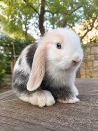 conigli ariete nano e minilop cuccioli 