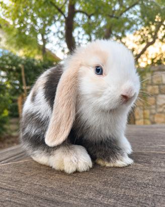 conigli ariete nano e minilop cuccioli 