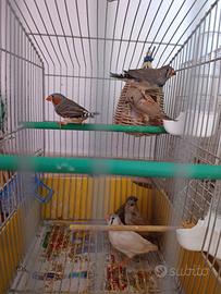 Diamanti/Bengalini