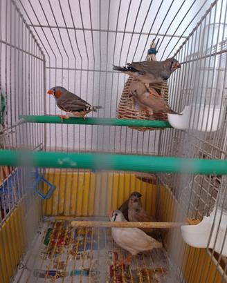 Diamanti/Bengalini