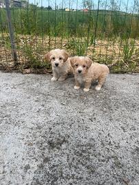Maltipoo cuccioli