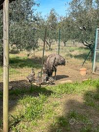 Cuccioli di emu