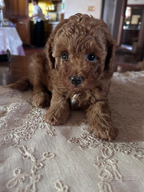 Barboncino 100% toy red