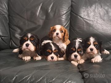 Maschietti di cavalier King