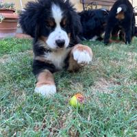 Cuccioli bovaro del bernese