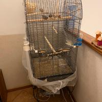 Gabbia + 5 uccellini diamantini mandarini