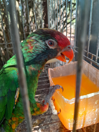 Pappagallo allevato a mano