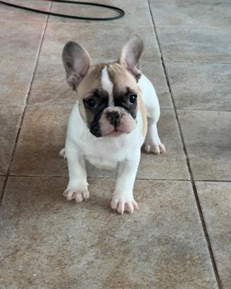 Bulldog francese cucciola femmina
