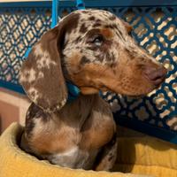 Bassotto Cioccolato Arlecchino