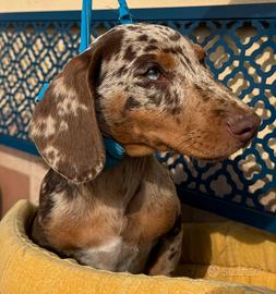 Bassotto Cioccolato Arlecchino