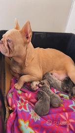 Cuccioli bulldog francese