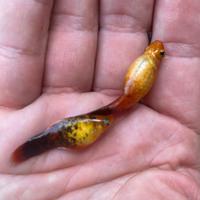 Platy