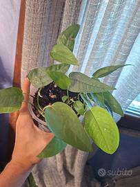 pothos cebu blu talee