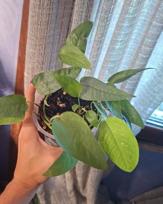 pothos cebu blu talee