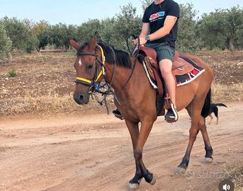 Cavalla indigena siciliana