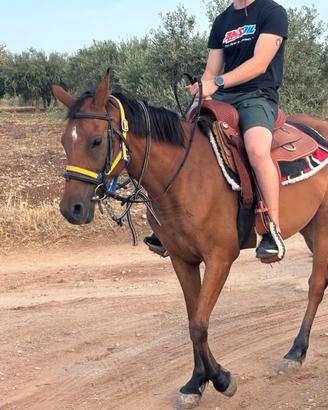 Cavalla indigena siciliana