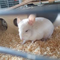 Coppia di Cincillá Bianchi