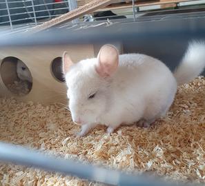 Coppia di Cincillá Bianchi