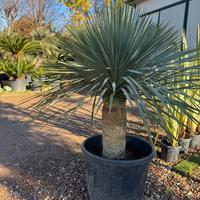 Yucca Rostrata – Pianta Ornamentale a Foglie Spada