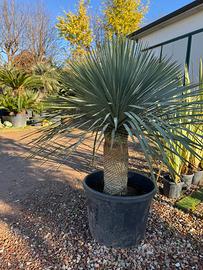 Yucca Rostrata – Pianta Ornamentale a Foglie Spada