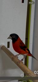 Cardinalini del Venezuela