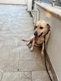 Labrador cane