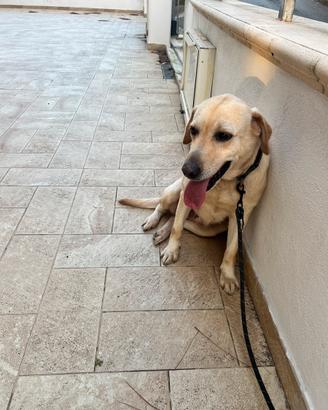 Labrador cane