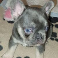 Cuccioli di bulldog francesi total blu M e F
