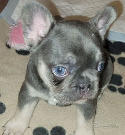 Cuccioli di bulldog francesi total blu M e F