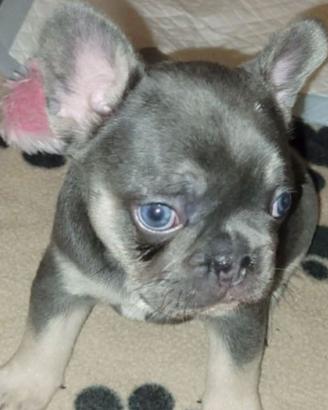 Cuccioli di bulldog francesi total blu M e F