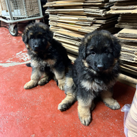 Cuccioli pastore tedesco a pelo lungo con pedigree
