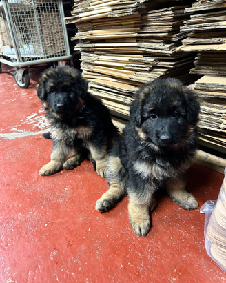 Cuccioli pastore tedesco a pelo lungo con pedigree