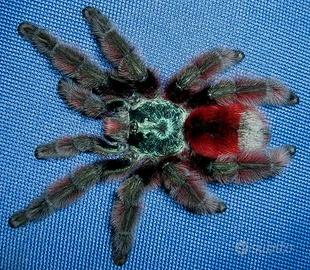 Caribena Versicolor