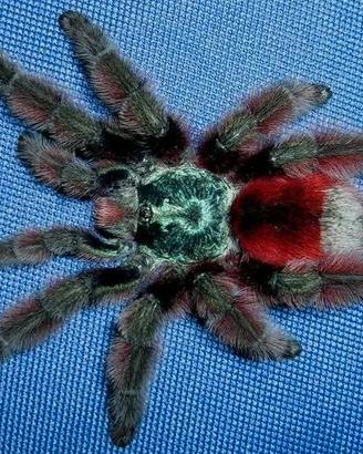 Caribena Versicolor