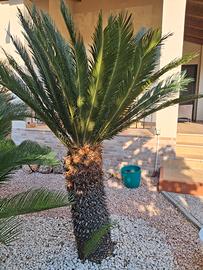 Gruppo di tre cycas
