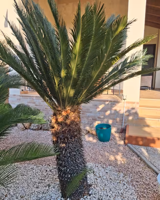 Gruppo di tre cycas
