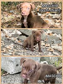 Cuccioli Pitbull Terrier